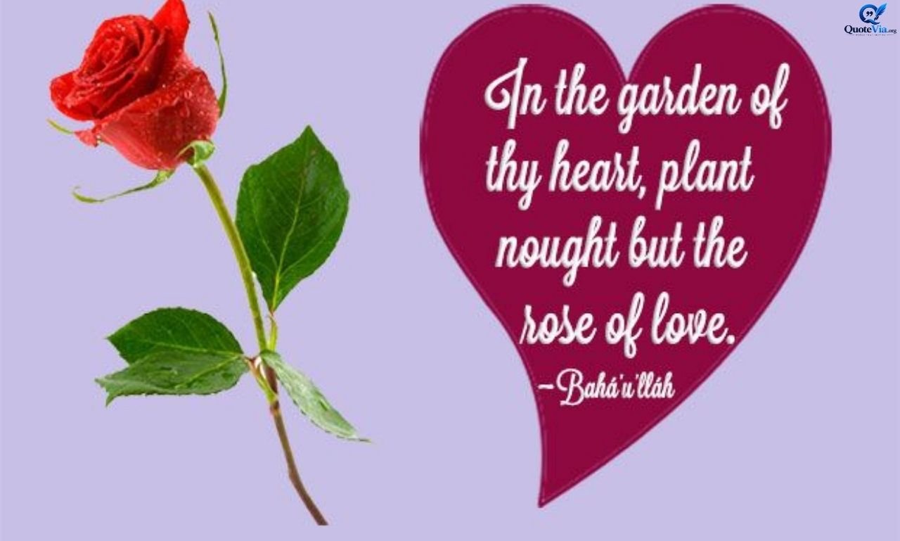 Red rose symbolizing romantic love, deep passion, and timeless affection